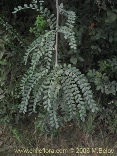 Image of Sophora cassioides (PelÃº / Mayu-monte / Pilo). Click to enlarge parts of image.
